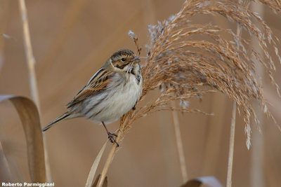 Emberiza schoeniclus (reed bunting-migliarino di palude)