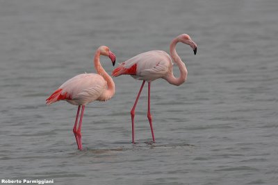 Phoenicopterus roseus (flamingo - fenicottero rosa)