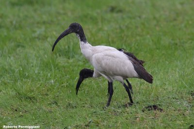 Threskiornis aethiopicus (sacred ibis - ibis sacro)