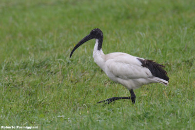 Threskiornis aethiopicus (sacred ibis - ibis sacro)