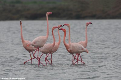 Phoenicopterus roseus (flamingo - fenicottero rosa)