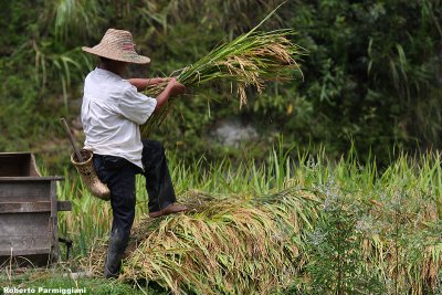 Farmer