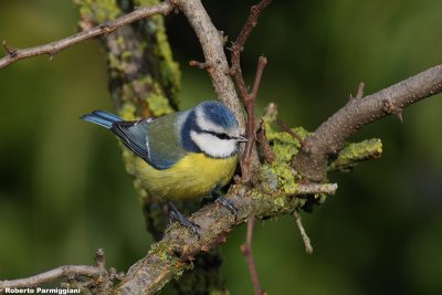 Parus caeruleus (blue tit-cinciarella)