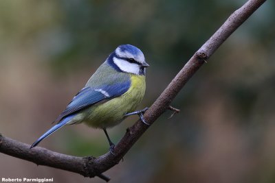 Parus caeruleus (blue tit-cinciarella)