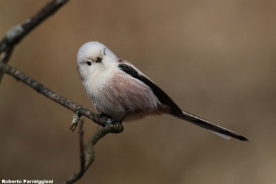 Aegithalos caudatus (long tailed tit-codibugnolo)