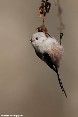 Aegithalos caudatus  (long tailed tit-codibugnolo)