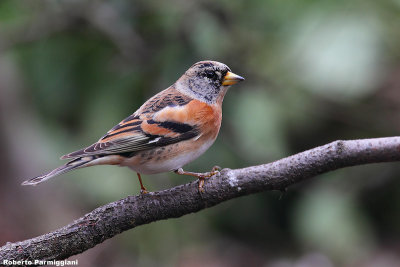 Fringilla montifringilla (brambling-peppola)