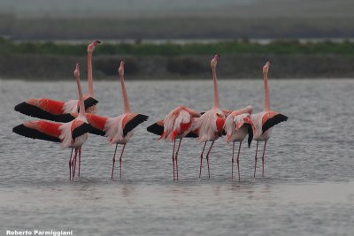 Phoenicopterus roseus (flamingo - fenicottero rosa)