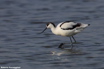 Recurvirostra avosetta (avocet-avocetta)