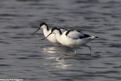 Recurvirostra avosetta (avocet-avocetta)