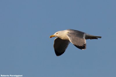 Larus  michahellis (yellow legged gull - gabbiano reale)