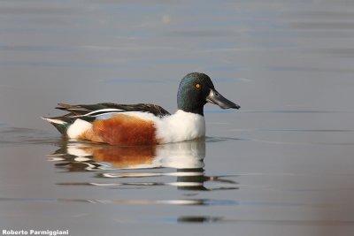 Anas clypeata (shoveler - mestolone)