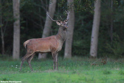 Cervus elaphus (red deer - cervo)