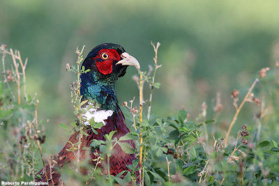 Phasianus colchicus(pheasant-fagiano 