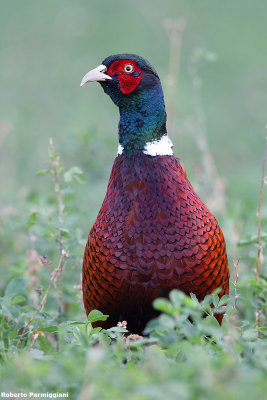 Phasianus colchicus(pheasant-fagiano 