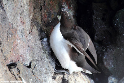 Alca torda (razorbill - gazza marina)