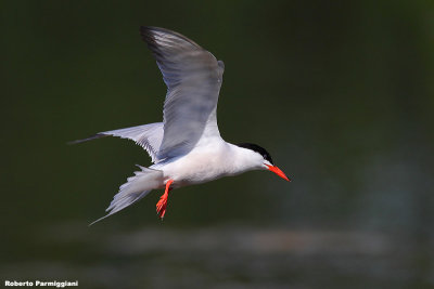 Sterna hirundo (common tern -  rondine di mare)