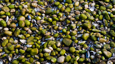 Moss and Pebbles