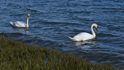 A Swan Couple
