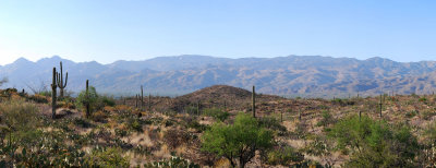Saguaro Panorama
