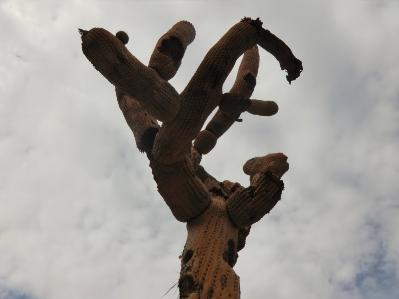 Candelholder cactus
