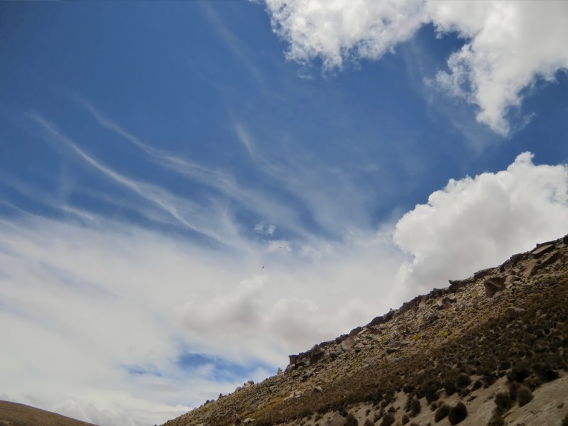 Condors