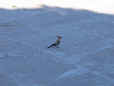 IMG_2995.JPG