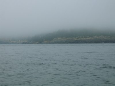 Orca whales there somewhere