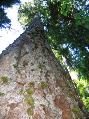 Hoh rain forest