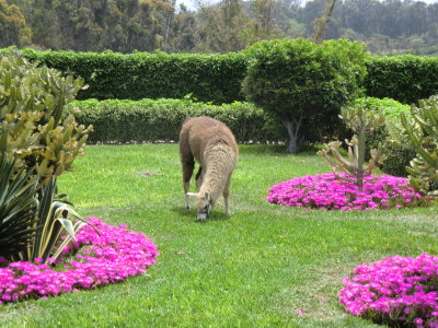 Camelid