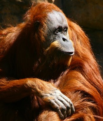 Orangutan