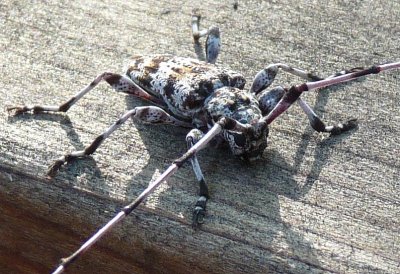 Acanthocinus principes - Ponderosa Pine Bark Borer