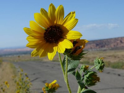 A wild sunflower by the roadside on our way back from the La Sal Mountains