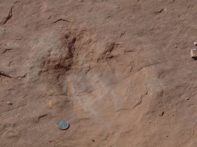 Dinosaur tracks - a 25-cent piece shows the size