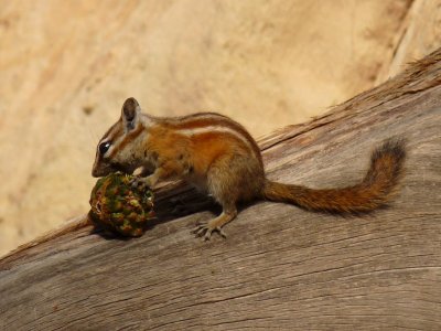 Hopi Chipmunk - eating pinyon pine nuts in our campsite