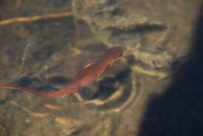 On a short walk, we found a small lake with salamanders.