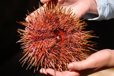 Donna holds one before it is eaten.