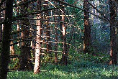 Around a campsite
