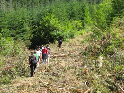 One of our hikes took us through a cut area.