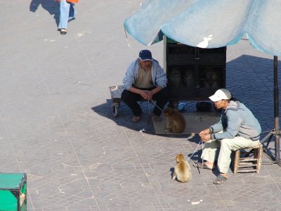 Monkeys for show.  I found a district of the souk that had leopard skins and live hawks, lizards and chameleons for sale