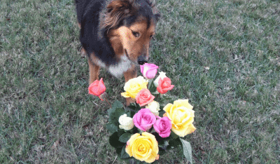 Gabby smelling roses.gif