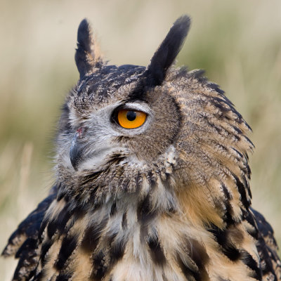 Eagle Owl closeup