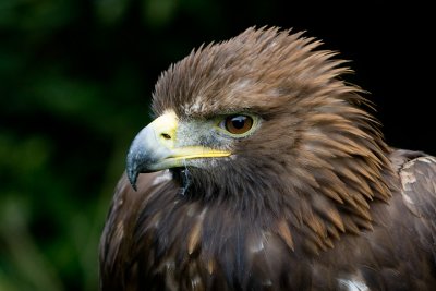 Golden Eagle closeup