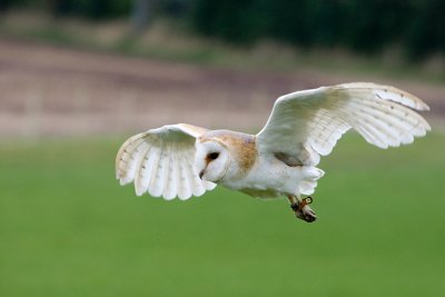 Barn Owl flight I