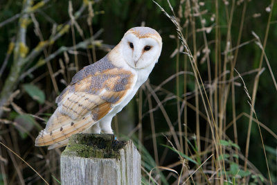 Barn Owl on fencepost