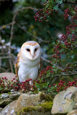 Barn Owl with hawthorn