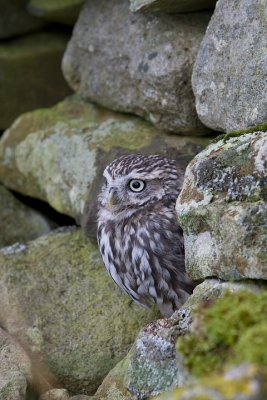 Little Owl in wall
