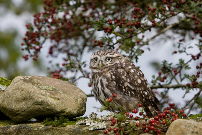 Little Owl in hawthorn