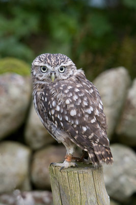 Little Owl on post