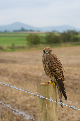 Kestrel on fence